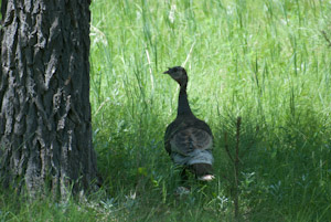 Custer State Park