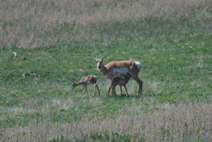 Custer State Park