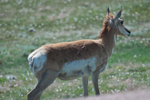 Custer State Park