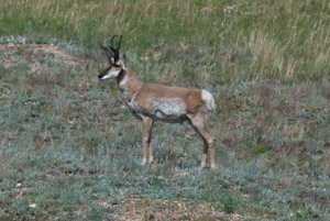 Custer State Park