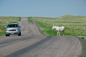 Custer State Park