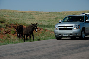 Custer State Park