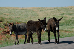 Custer State Park