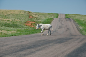 Custer State Park