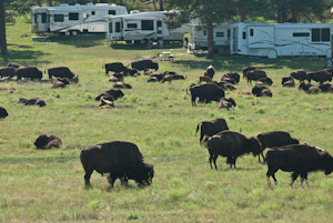 Custer State Park