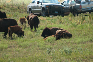 Custer State Park