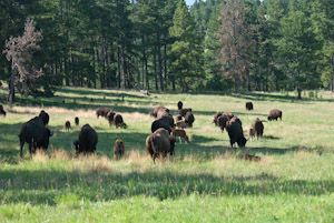 Custer State Park