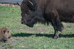 Custer State Park