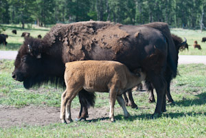 Custer State Park