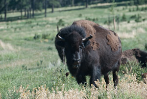 Custer State Park