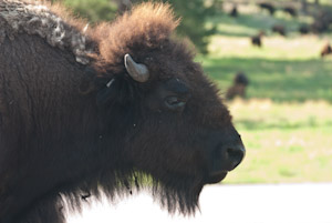 Custer State Park