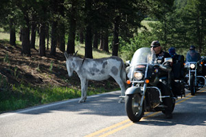 Custer State Park