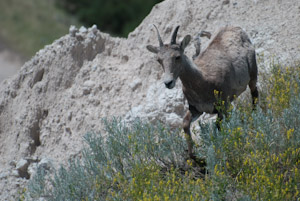 Badlands National Park