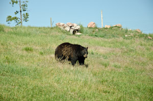 Bear Country USA