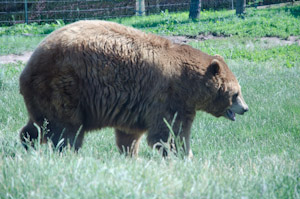 Bear Country USA