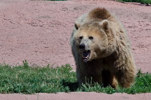 Bear Country USA