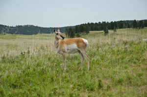 Custer State Park