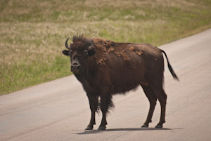 Custer State Park