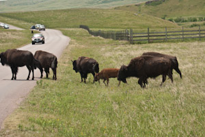 Custer State Park