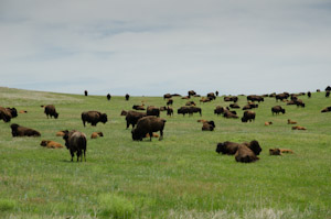 Custer State Park