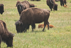 Custer State Park