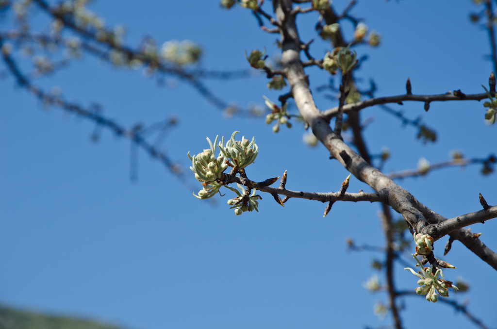 120318-090146-DSC_0845.jpg - Voorjaar