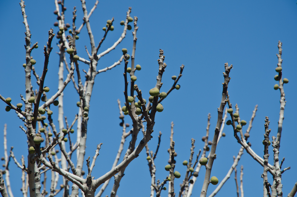 120318-100354-DSC_0884.jpg - Wie het weet mag het zeggen