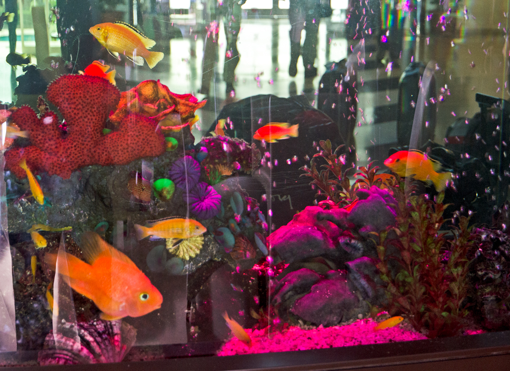 120323-080048-DSC_1679-Edit.jpg - Hotel Catamaran aquarium