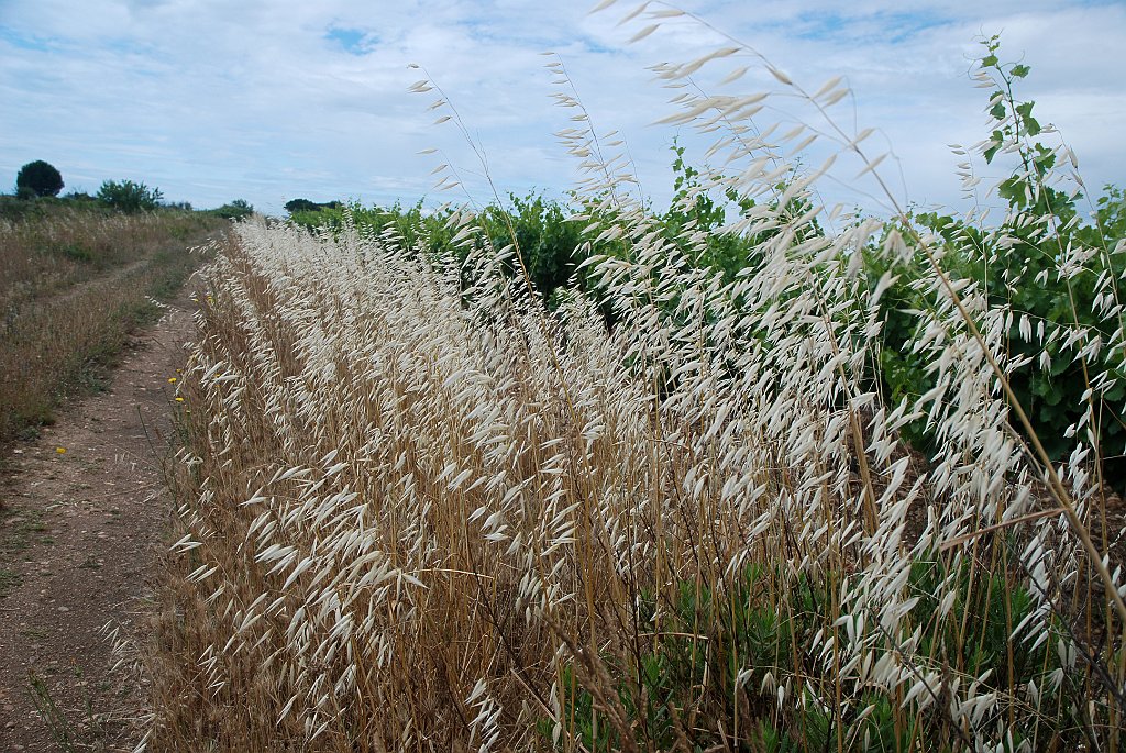 DSC_6243.JPG - Gras in bloei