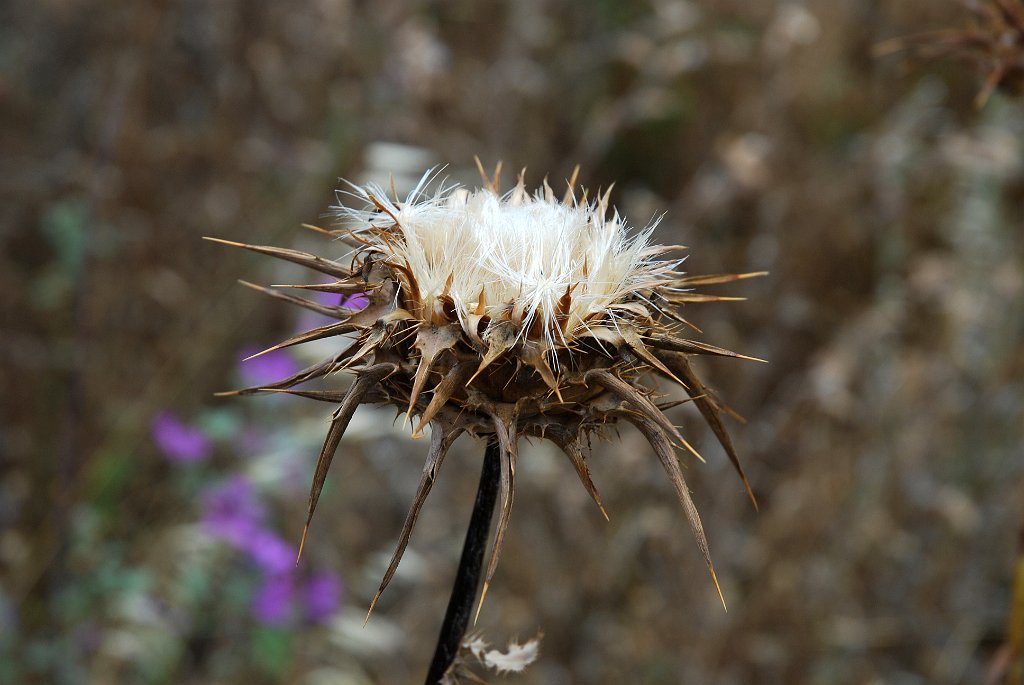 DSC_6258.JPG - Distel