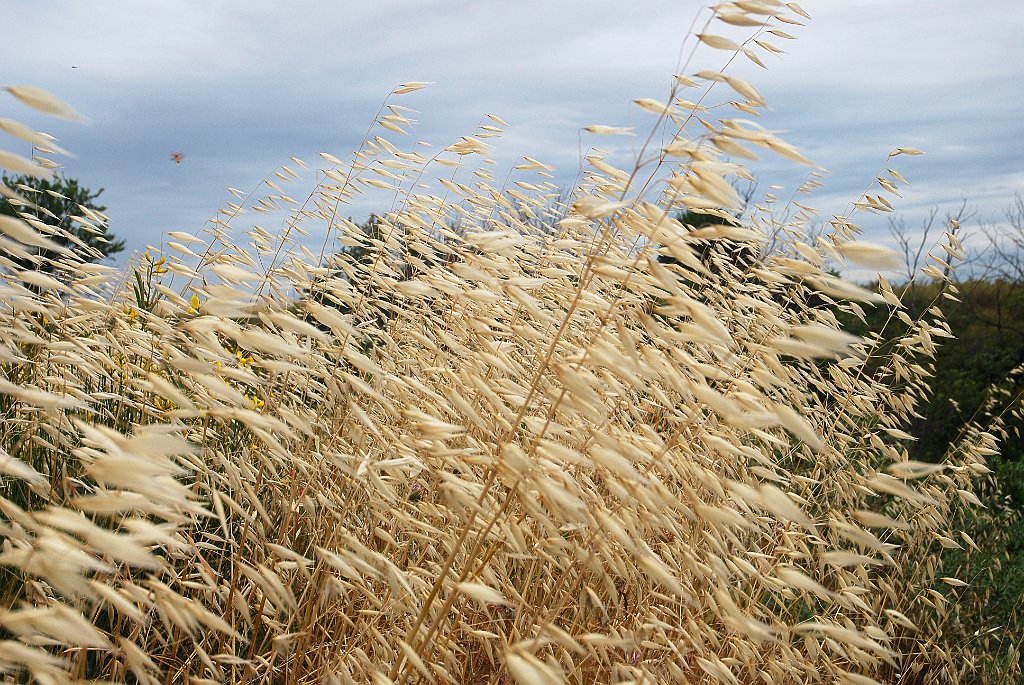 DSC_6270.JPG - Het gras wordt druk bezocht