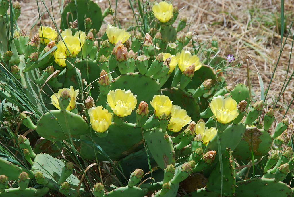 DSC_6291.JPG - Cactus in Vendres