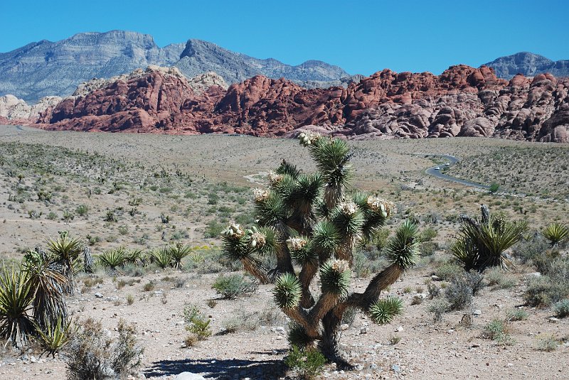 DSC_0731.JPG - Red Rock bij Las Vegas