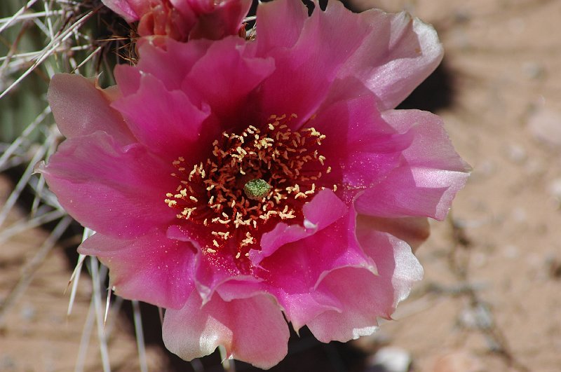 DSC_2229a.JPG - Prickly pear cactus