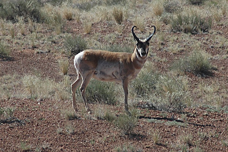 DSC_2330a.JPG - Pronghorn