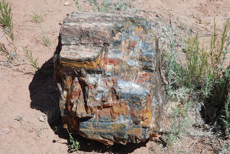 DSC_2545.JPG - Escalante State Park
Petrified wood