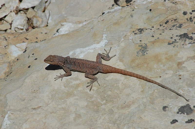 DSC_3146b.JPG - Lizzard