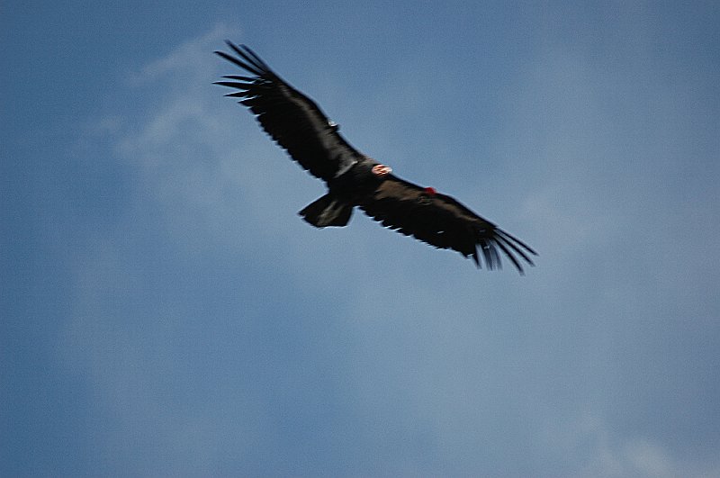 DSC_3352a.JPG - Californische Condor