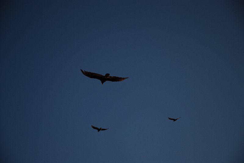 DSC_3472.JPG - Birds Fly By