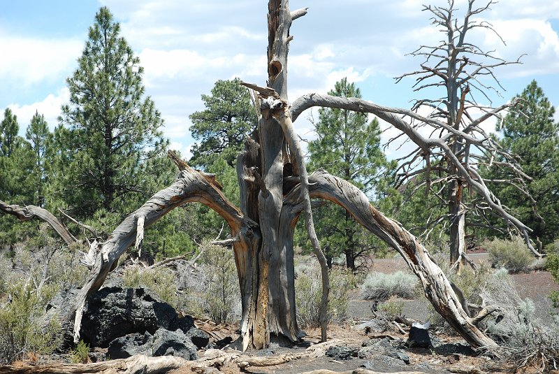 DSC_3634.JPG - Sunset Crater Volcano National Monument