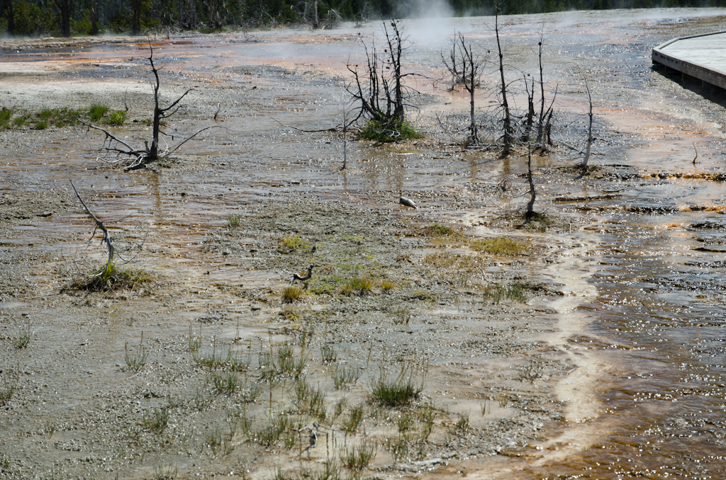 120613-230636-DSC_3472.jpg - Upper Geyser Basin.Yellowstone National Park13-6-2012