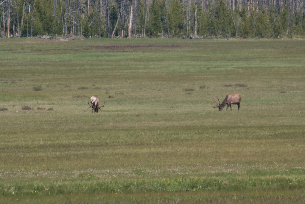 120614-171200-DSC_0630.jpg - Yellowstone National Park14-6-2012