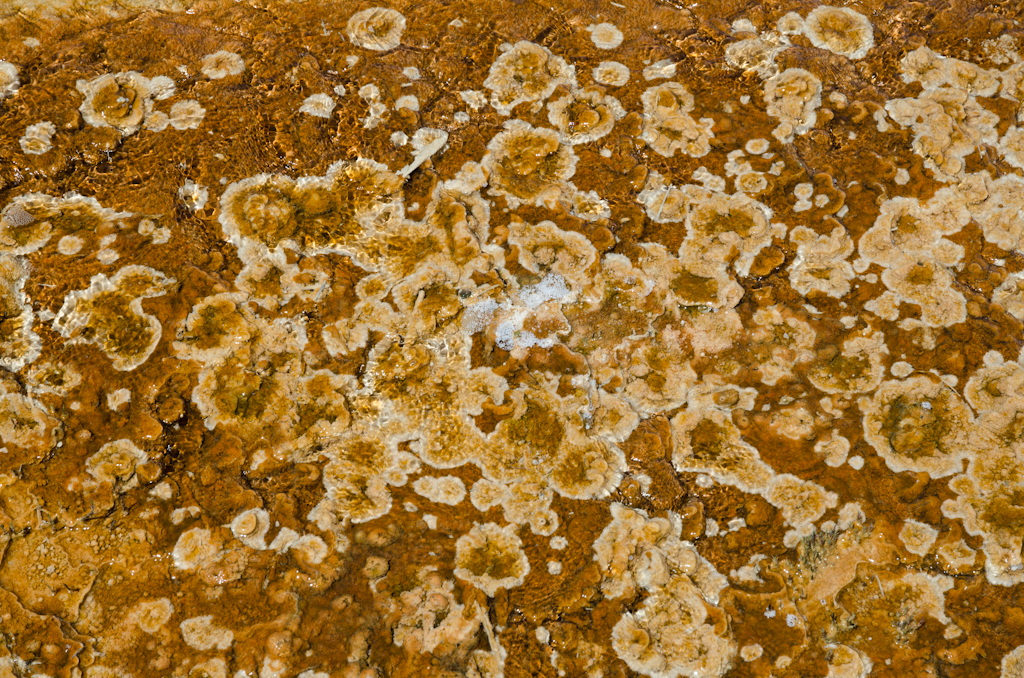 120614-202819-DSC_3841.jpg - Mammoth Hotsprings Upper terrace.Yellowstone National Park14-6-2012