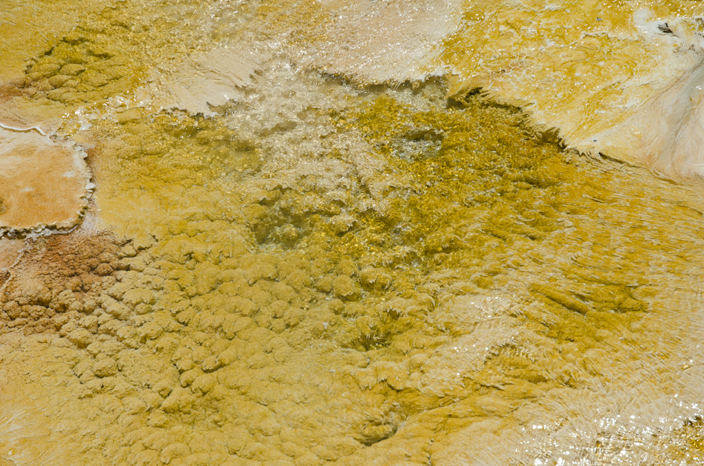 120614-202948-DSC_3846.jpg - Mammoth Hotsprings Upper terrace.Yellowstone National Park14-6-2012