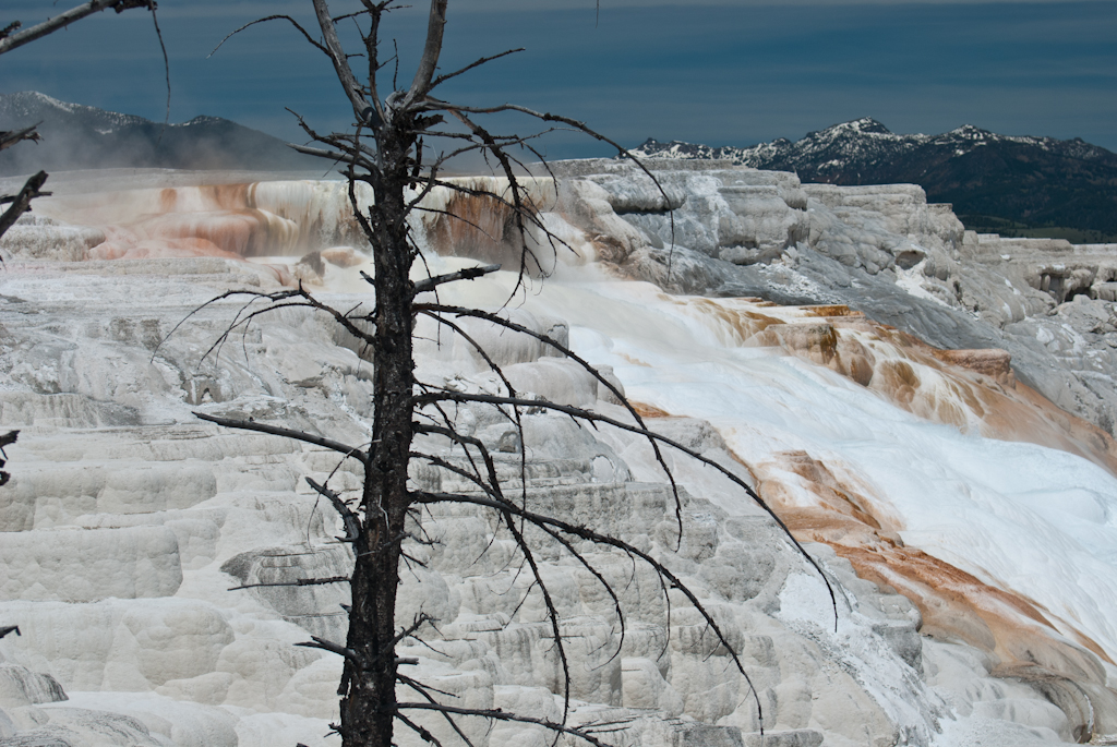 120614-203522-DSC_0678.jpg - Mammoth Hotsprings Upper terrace.Yellowstone National Park14-6-2012