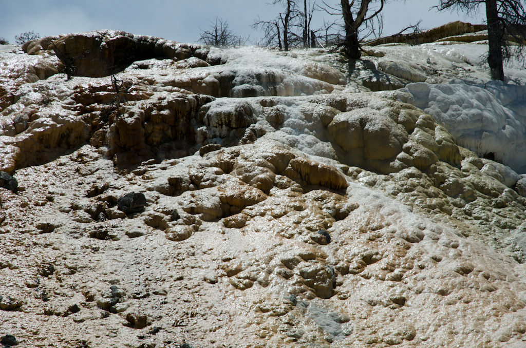 120614-210811-DSC_3877.jpg - Mammoth Hotsprings Lower terrace.Yellowstone National Park14-6-2012