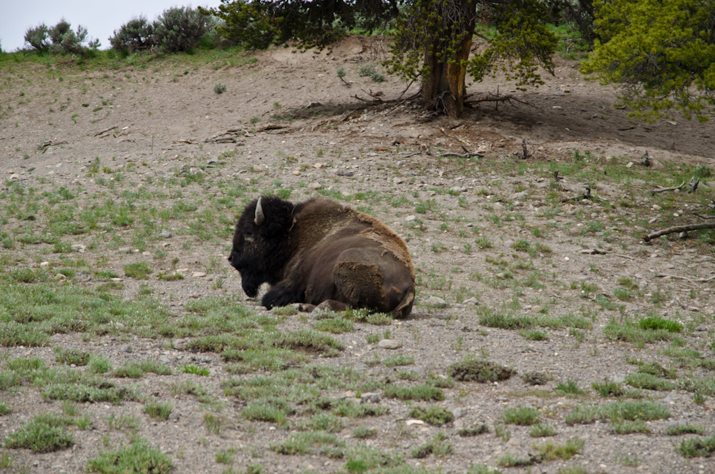 120615-172141-DSC_4156.jpg - Buffalo