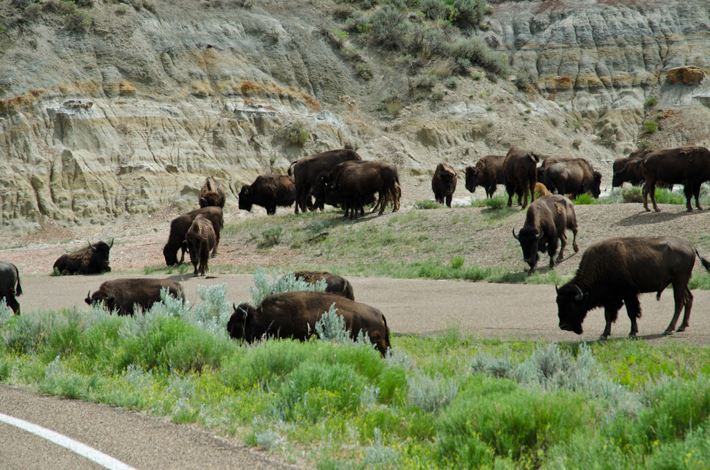 120617-182159-DSC_4481.jpg - Theodore Roosevelt National ParkNorth Dakota17-6-2012