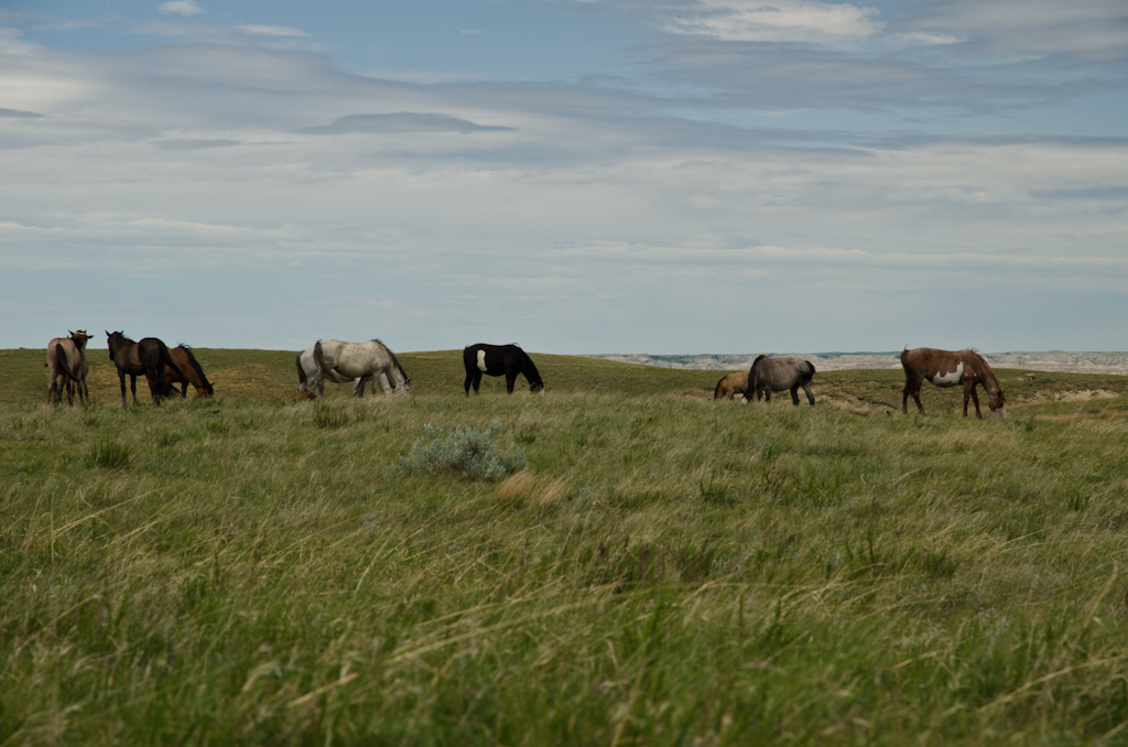 120617-193758-DSC_4542.jpg - Wilde paarden.Theodore Roosevelt National ParkNorth Dakota17-6-2012