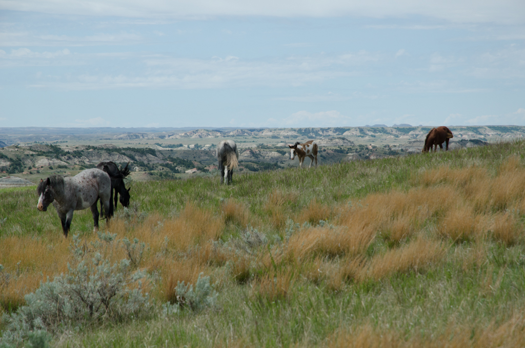 120617-194255-DSC_4561.jpg - Theodore Roosevelt National ParkNorth Dakota17-6-2012